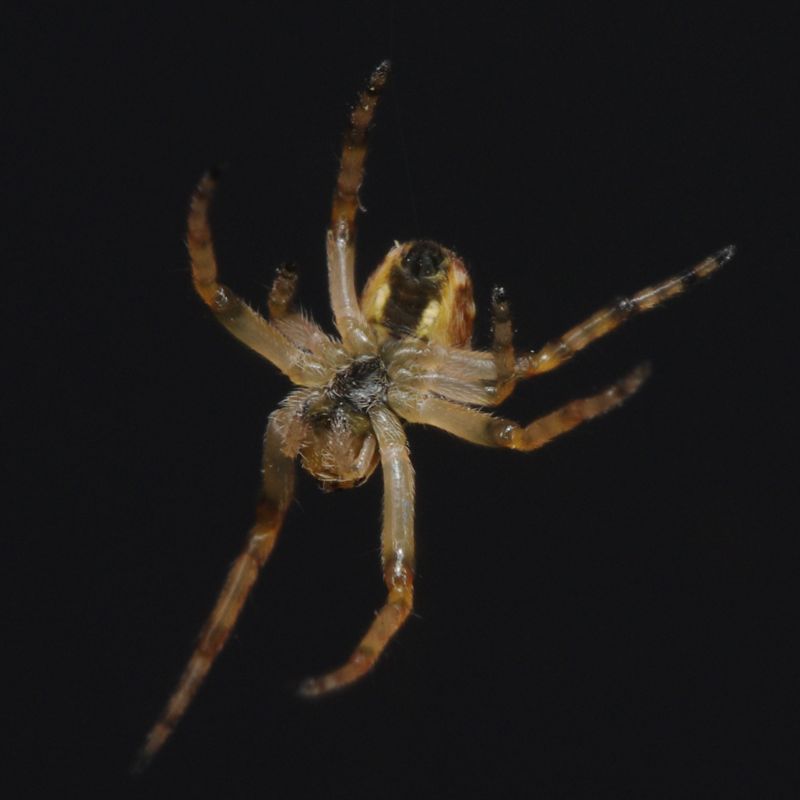 A0833